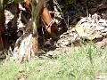 2003-04 martinique 062